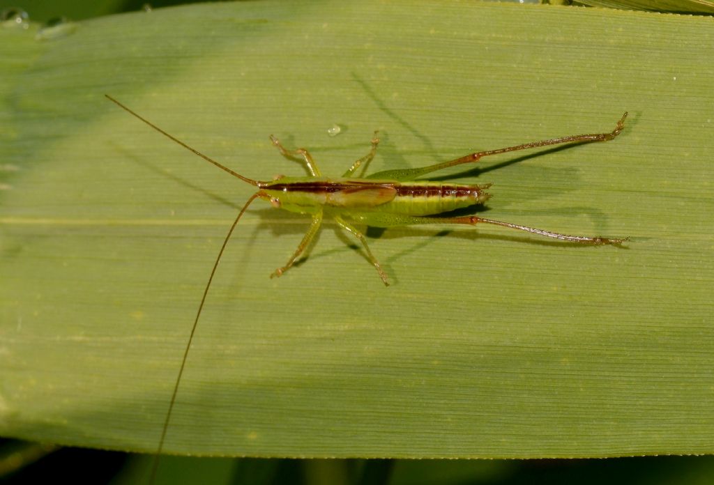 Ortottero da ID.